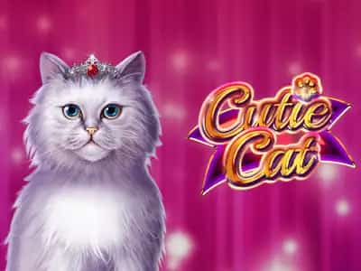 Cutie Cat