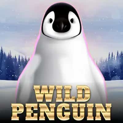 Wild Penguin