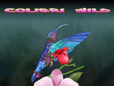 Colibri Wild