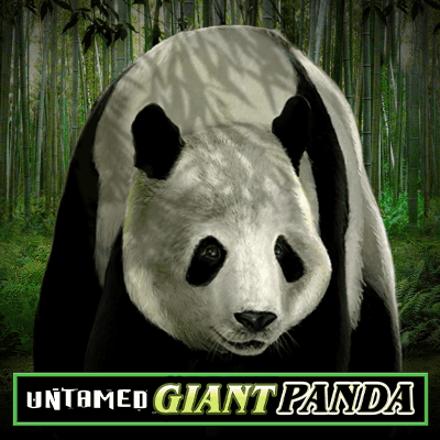 Untamed - Giant Panda