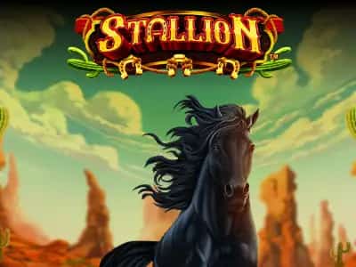 Stallion