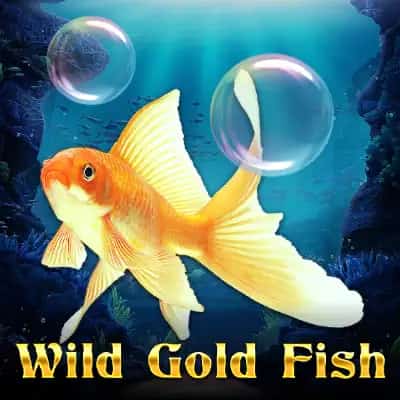 Wild Gold Fish