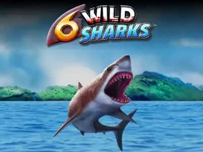6 Wild Sharks