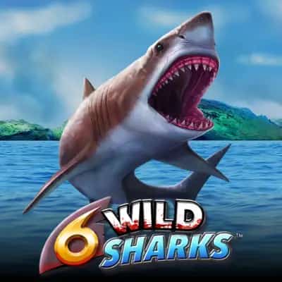 6 Wild Sharks