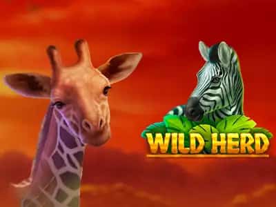 Wild Herd