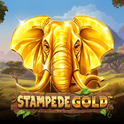 Stampede GOLD