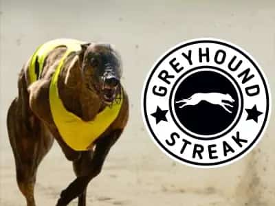 Greyhound Streak