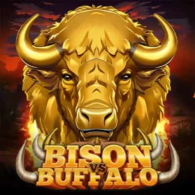 Bison vs Buffalo